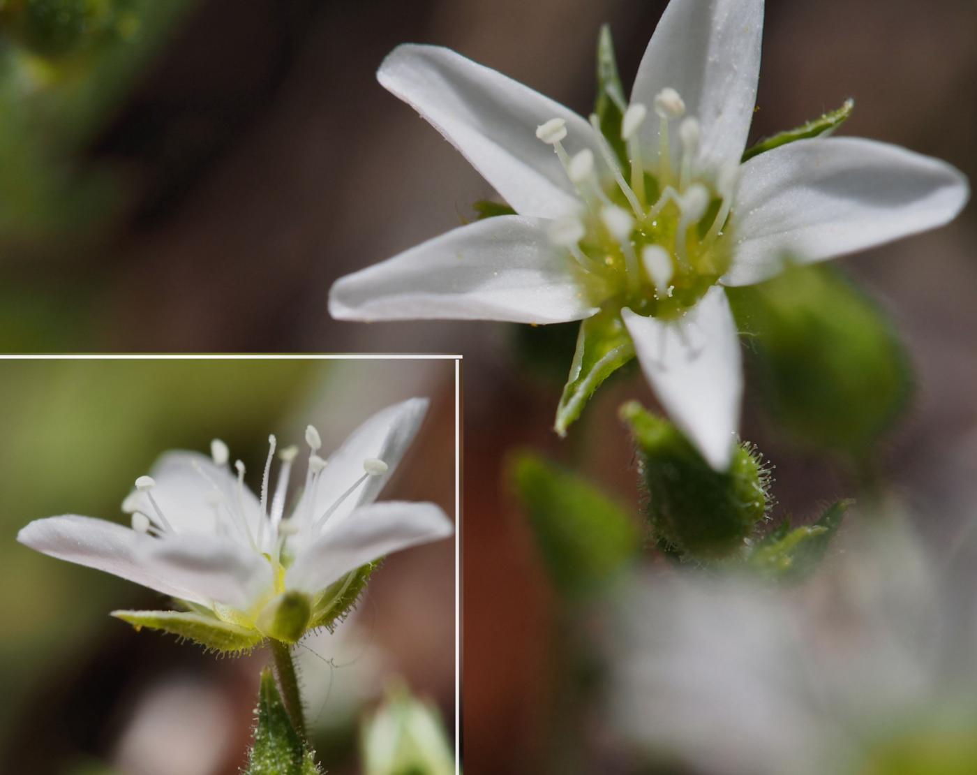 Sandwort, Cadi flower